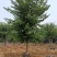 宫粉紫荆14-17分自家基地有量量大价格实惠