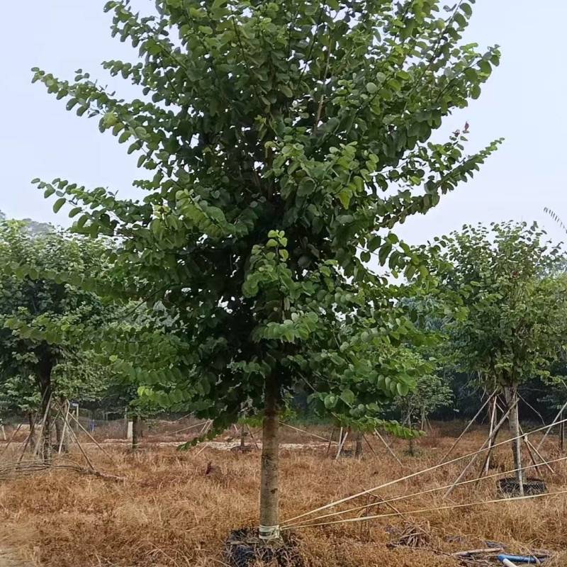 宫粉紫荆14-17分自家基地有量量大价格实惠