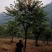 宫粉紫荆14-17分自家基地有量量大价格实惠