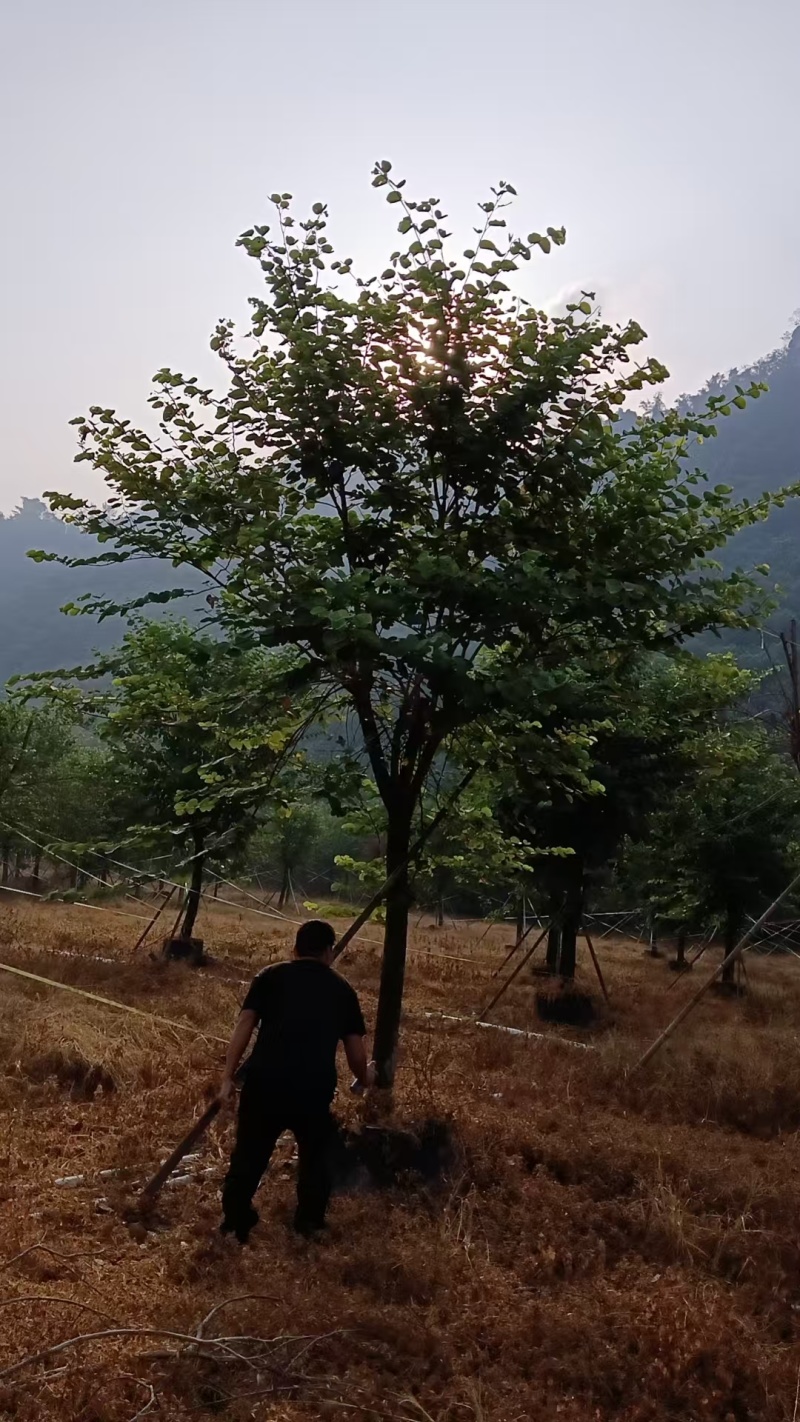 宫粉紫荆14-17分自家基地有量量大价格实惠