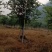 宫粉紫荆14-17分自家基地有量量大价格实惠