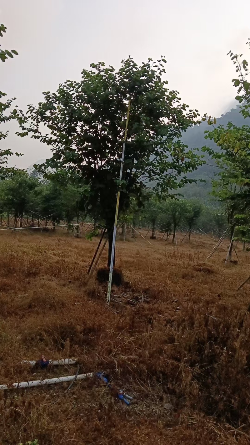 宫粉紫荆14-17分自家基地有量量大价格实惠