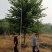 宫粉紫荆14-17分自家基地有量量大价格实惠
