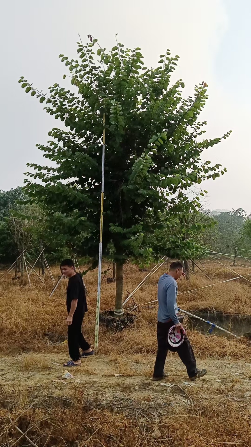 宫粉紫荆14-17分自家基地有量量大价格实惠