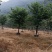 宫粉紫荆14-17分自家基地有量量大价格实惠