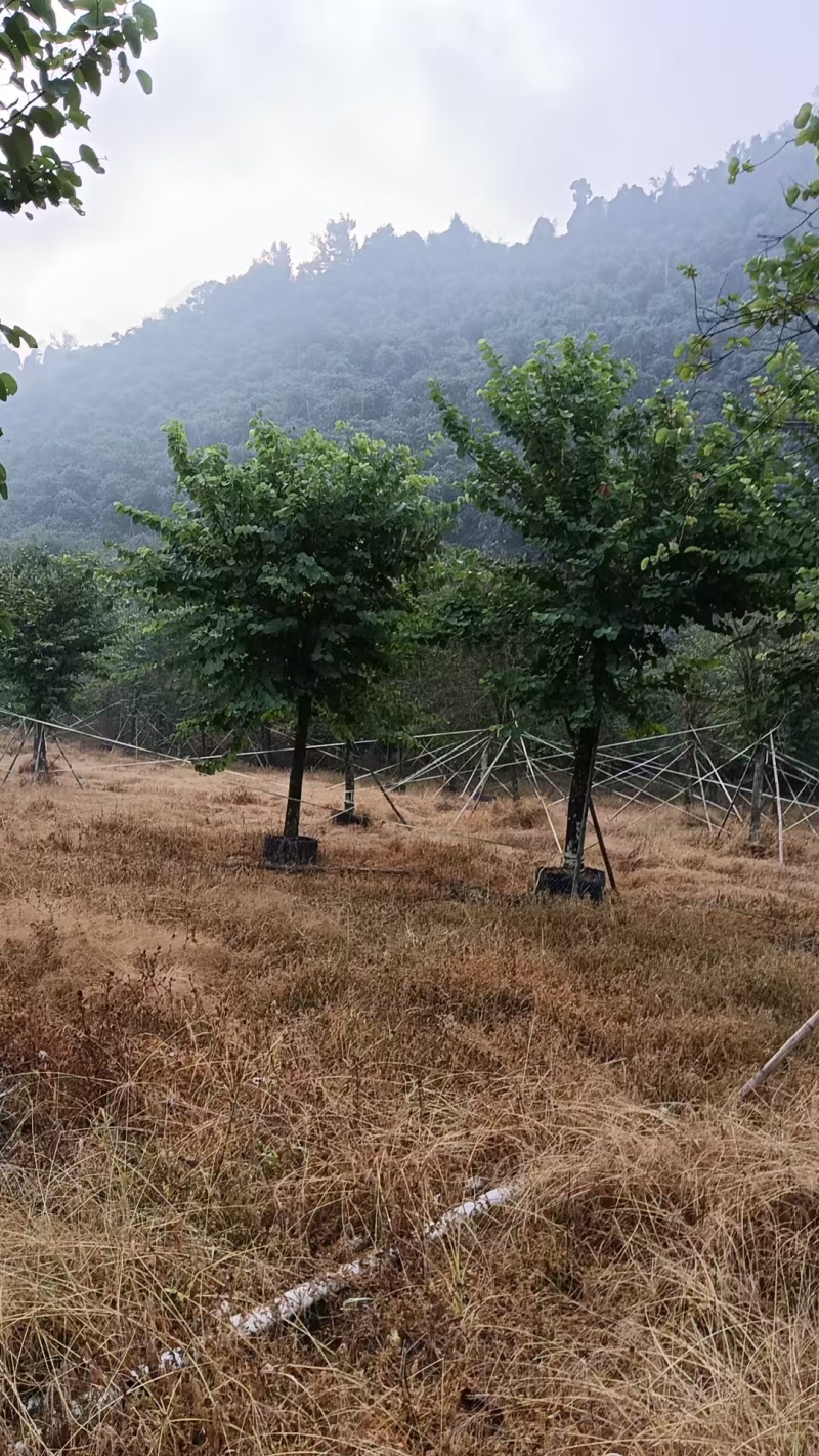 宫粉紫荆14-17分自家基地有量量大价格实惠