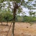 宫粉紫荆14-17分自家基地有量量大价格实惠
