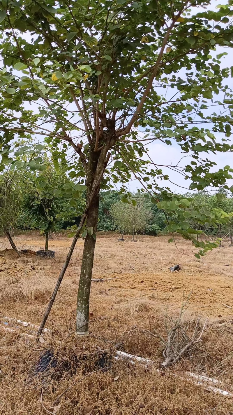 宫粉紫荆14-17分自家基地有量量大价格实惠