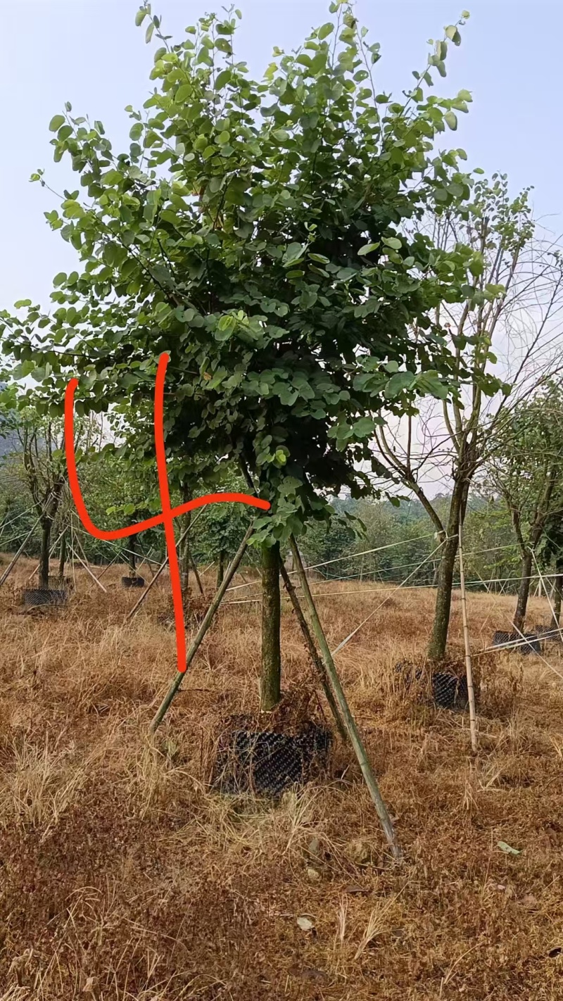 宫粉紫荆14-17分自家基地有量量大价格实惠