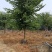 宫粉紫荆14-17分自家基地有量量大价格实惠