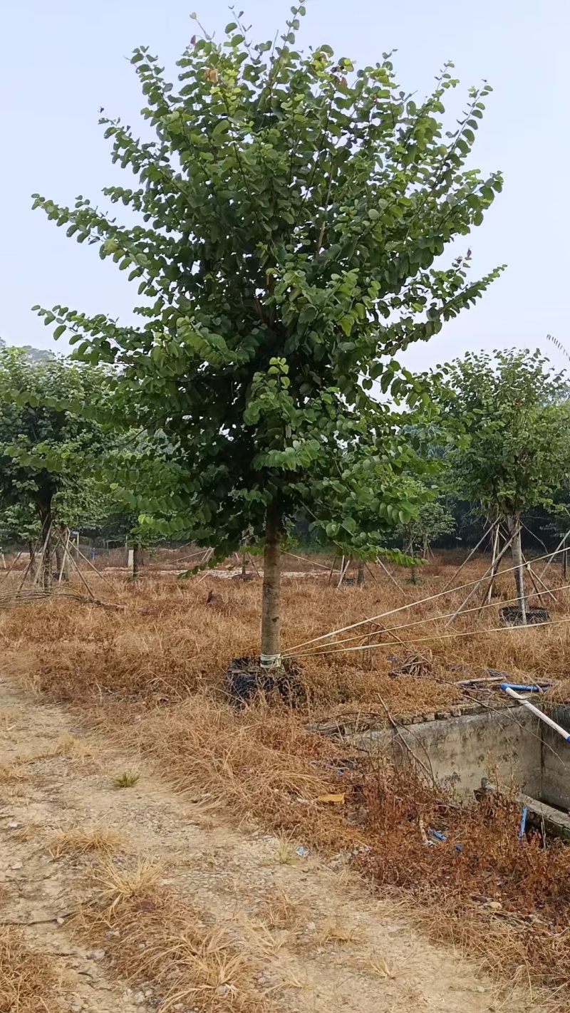 宫粉紫荆14-17分自家基地有量量大价格实惠