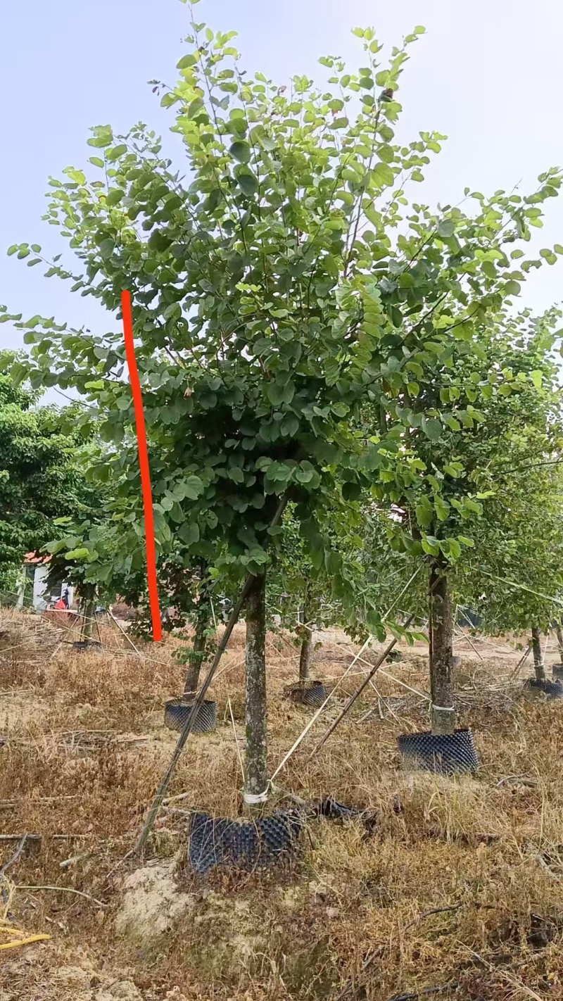 宫粉紫荆14-17分自家基地有量量大价格实惠