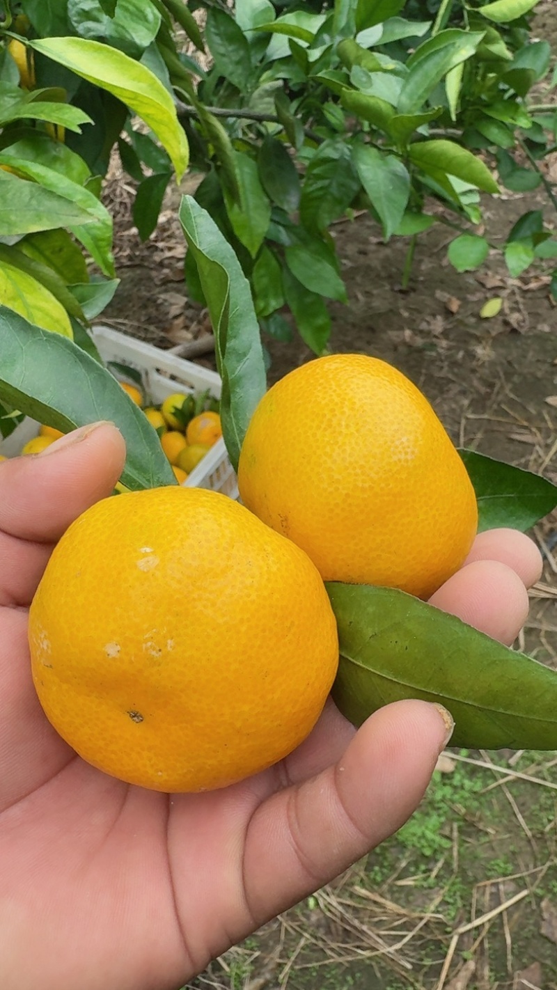 横沙岛蜜橘