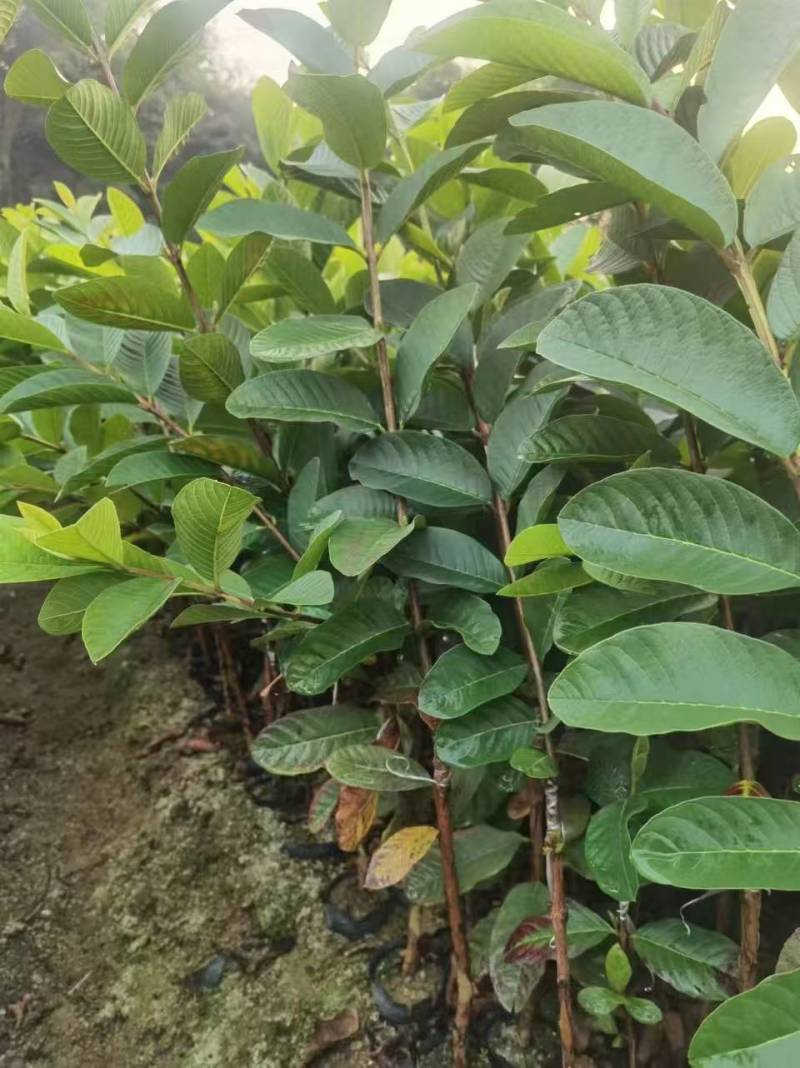 珍珠番石榴苗珍珠芭乐苗西瓜红红宝石胭脂红帝王