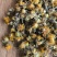 野生旋覆花六月菊花纯干货