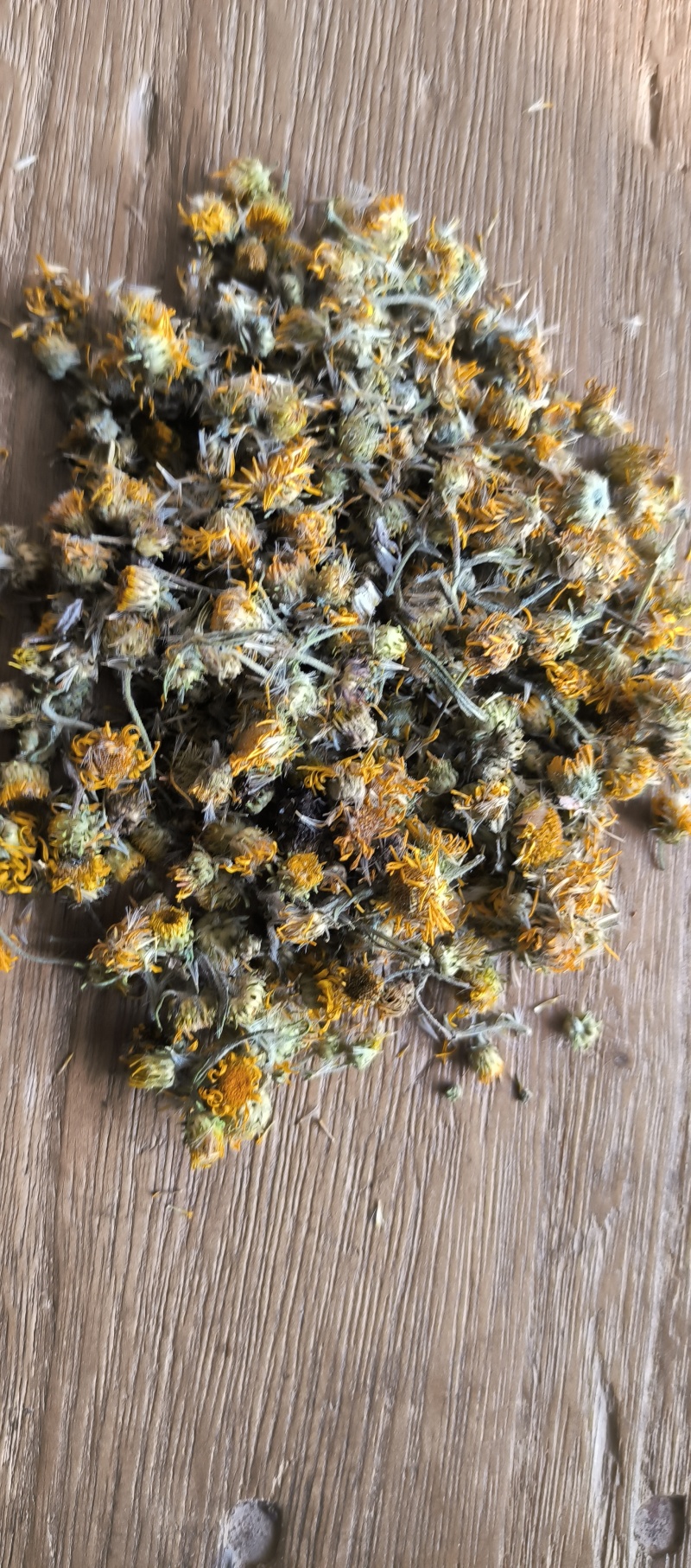 野生旋覆花六月菊花纯干货