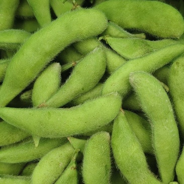 浙江大青豆大量上市