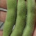 浙江大青豆大量上市