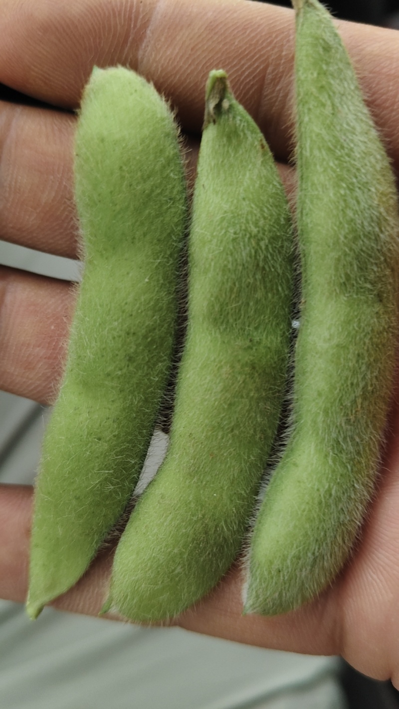 浙江大青豆大量上市