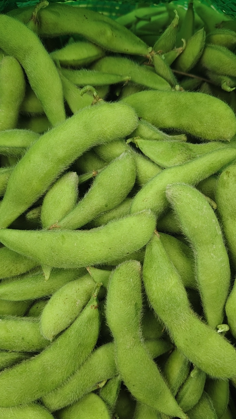 浙江大青豆大量上市