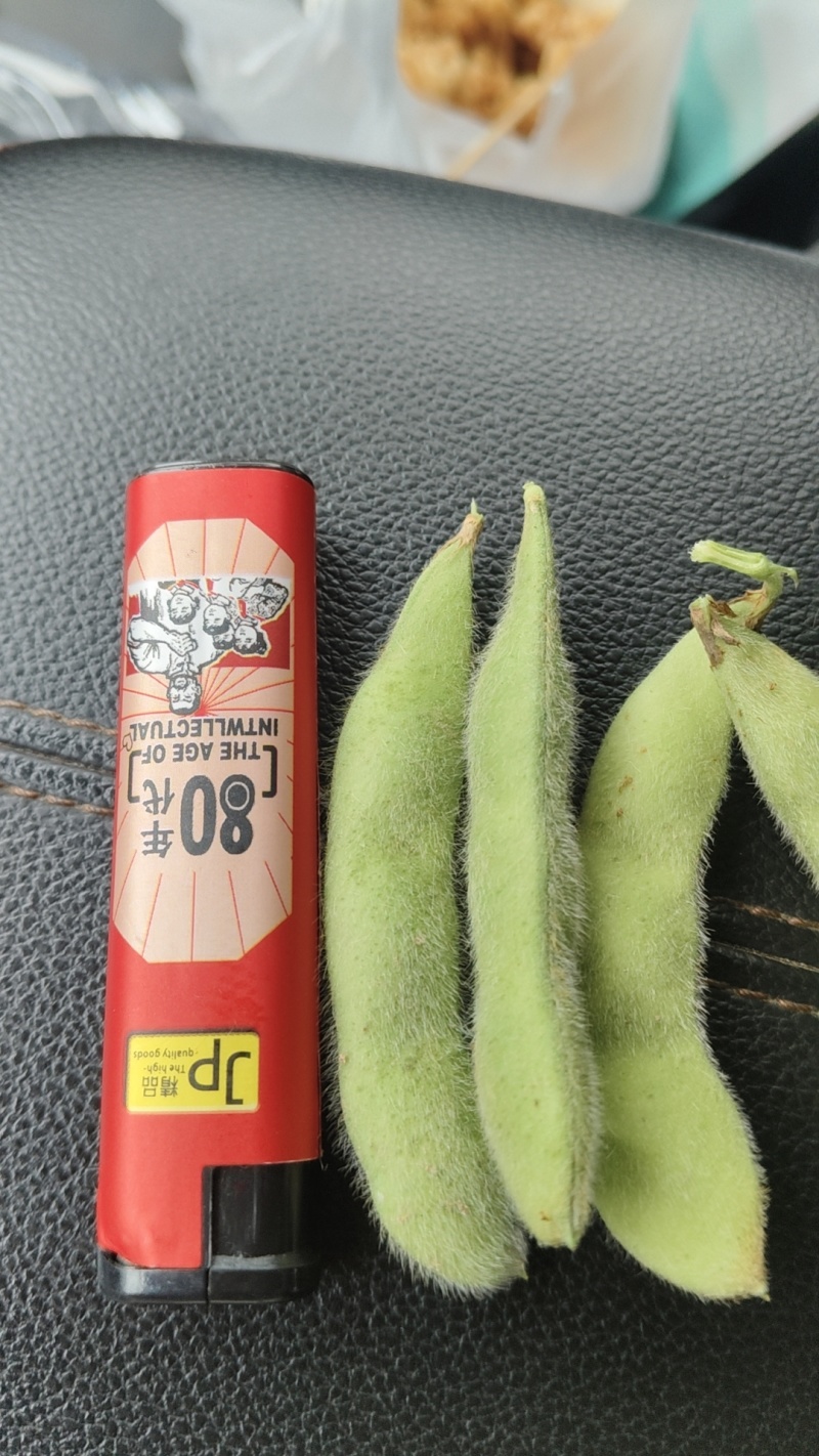 浙江大青豆大量上市