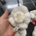 小包装精品大蒜，可出口，可进国内商超，欢迎咨询