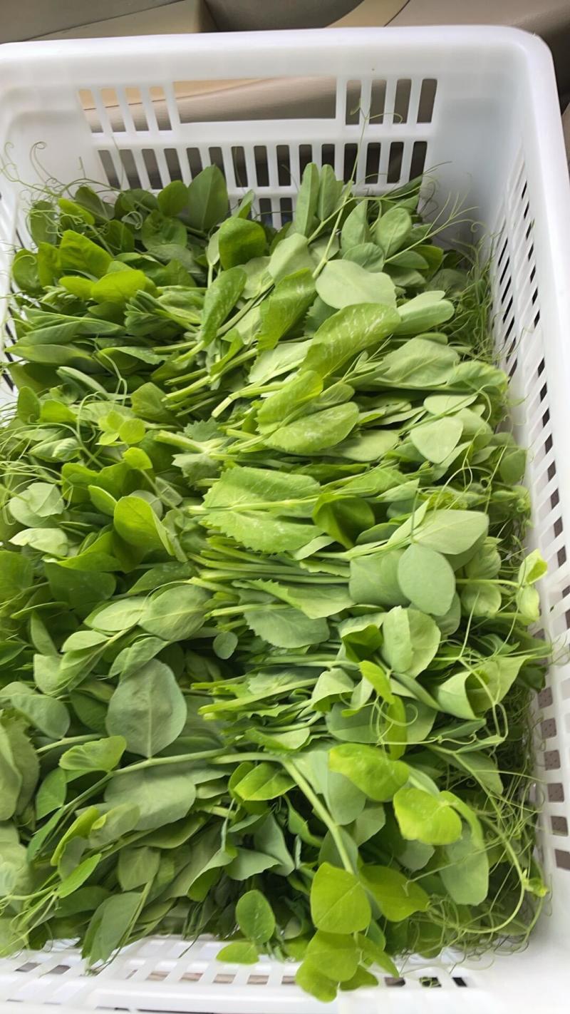 优质盐城豌豆尖欢迎各大商超老板前来选购