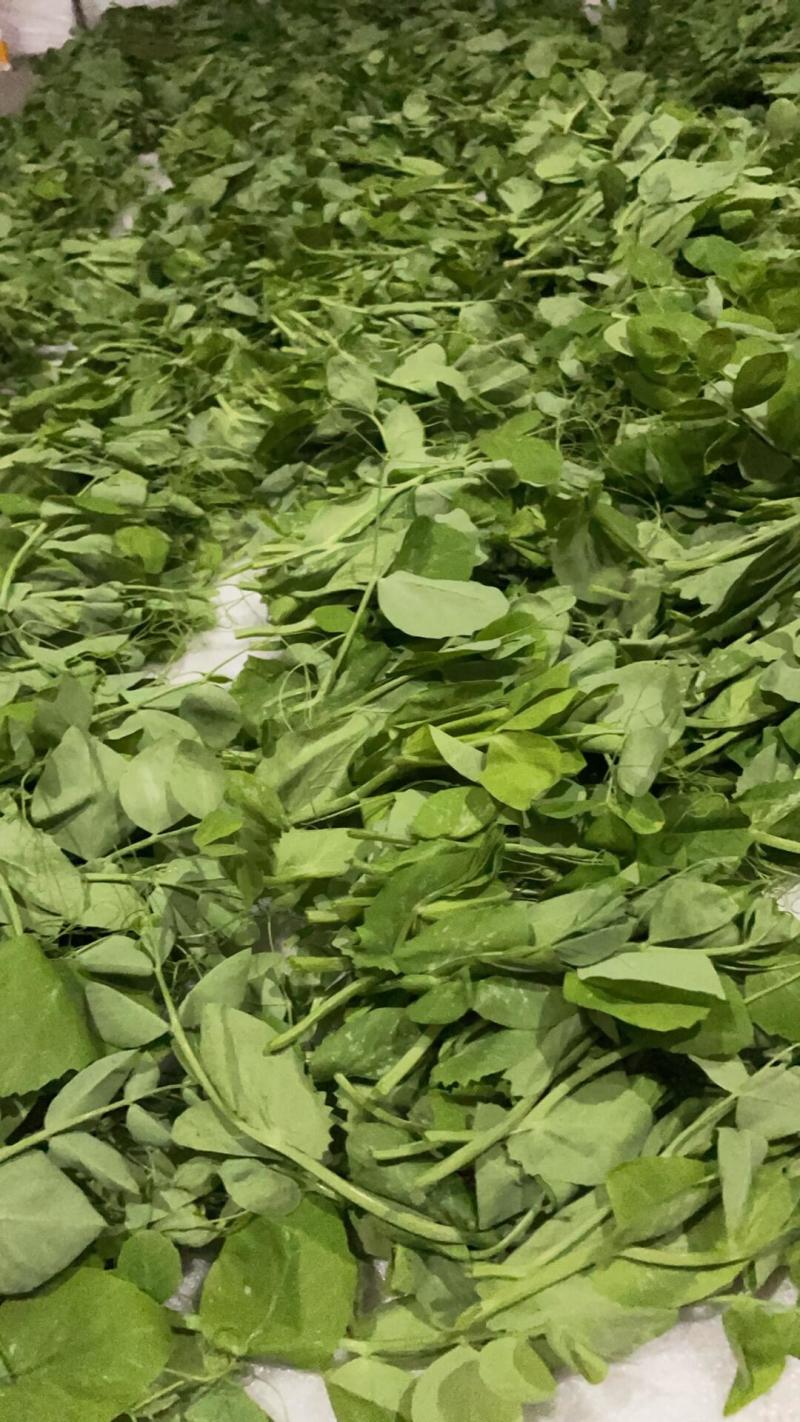 优质盐城豌豆尖欢迎各大商超老板前来选购