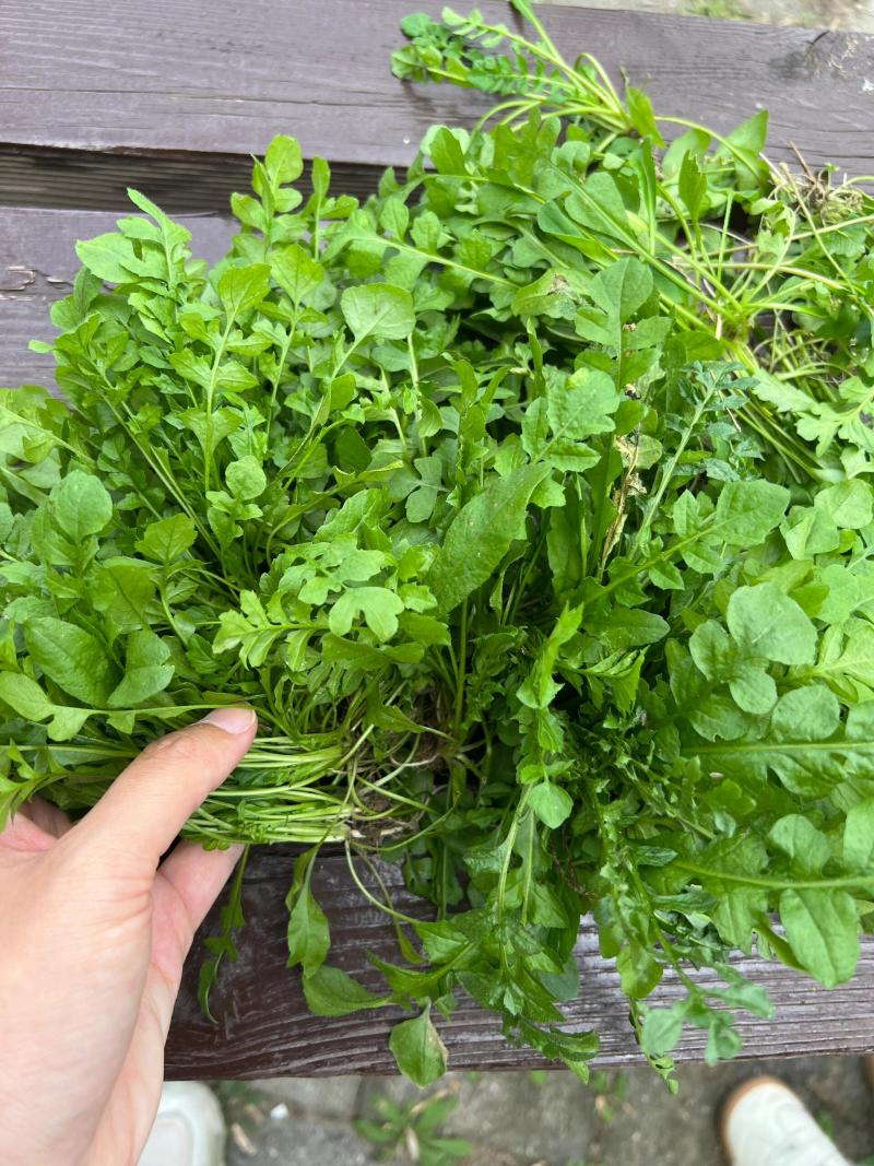 优质荠菜盐城产地，欢迎各行老板前来选购