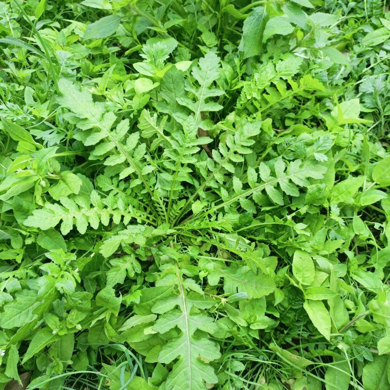 优质荠菜盐城产地，欢迎各行老板前来选购
