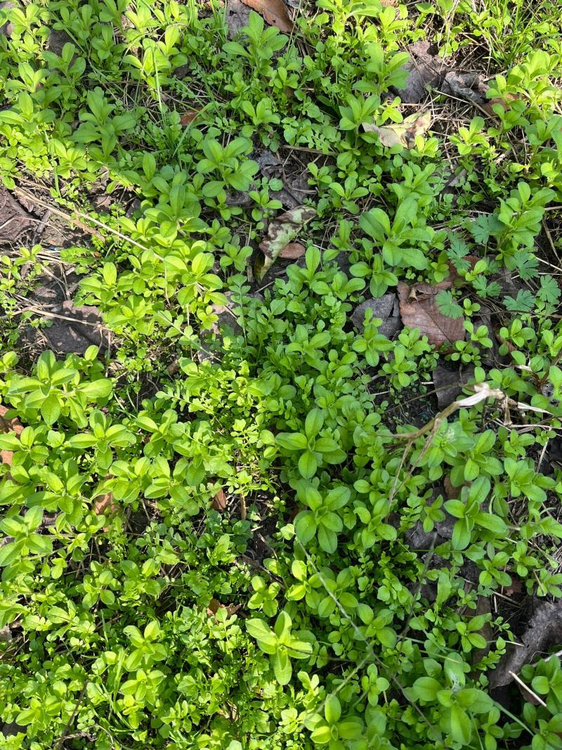 优质荠菜盐城产地，欢迎各行老板前来选购