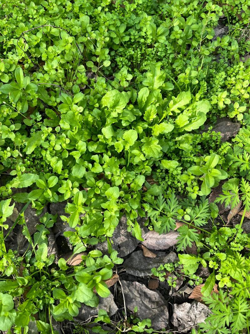 优质荠菜盐城产地，欢迎各行老板前来选购