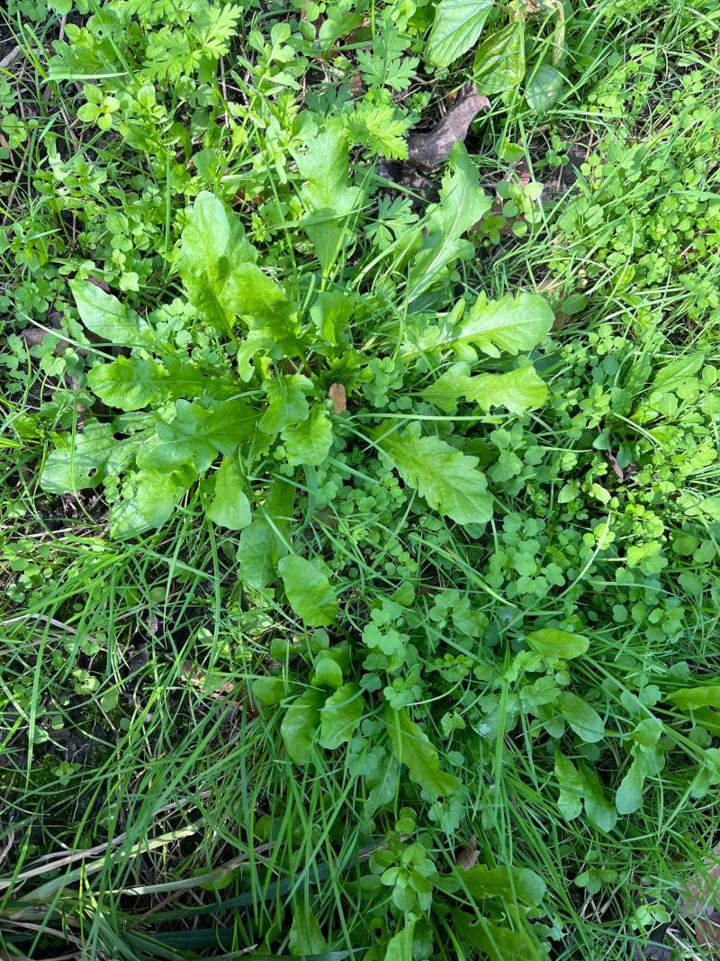 优质荠菜盐城产地，欢迎各行老板前来选购