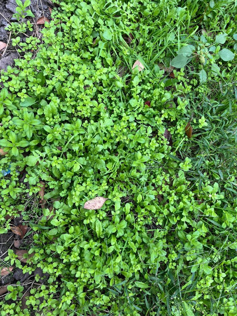 优质荠菜盐城产地，欢迎各行老板前来选购