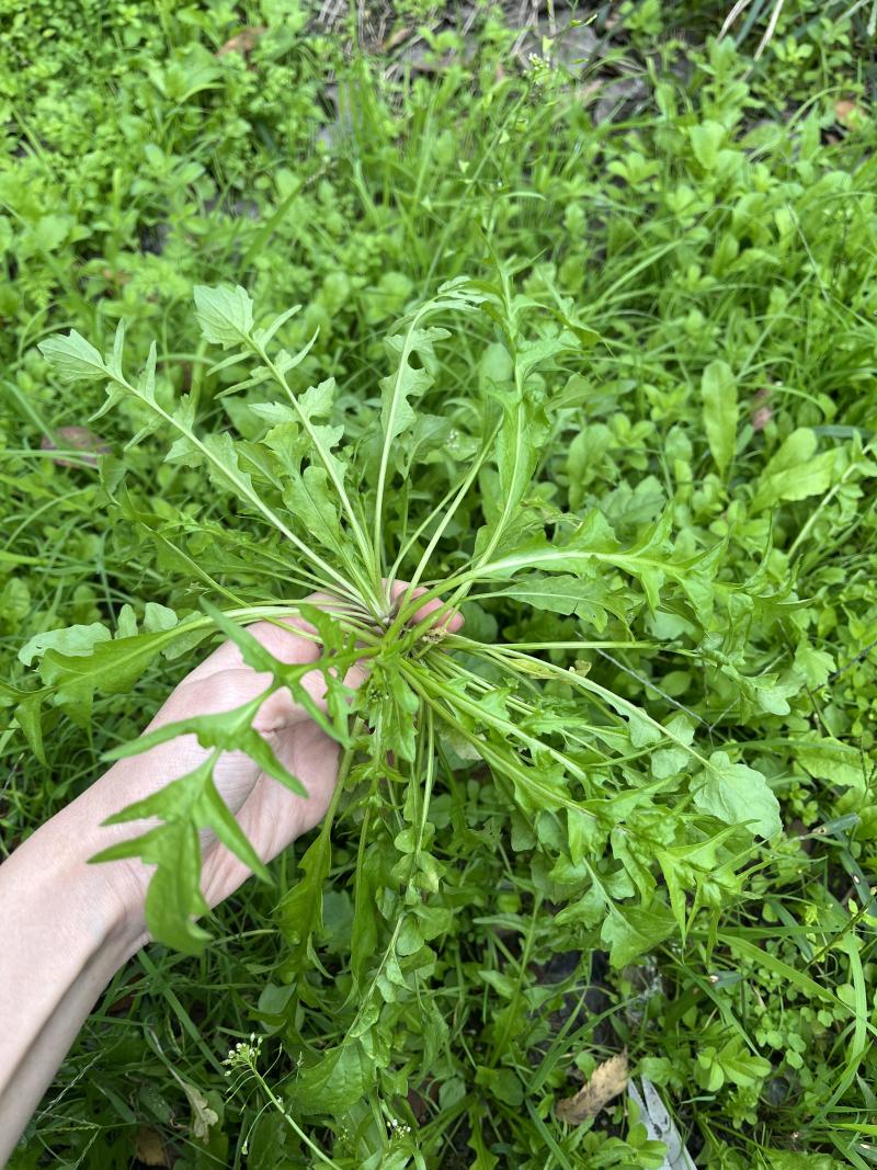 优质荠菜盐城产地，欢迎各行老板前来选购