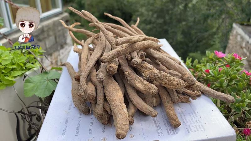 源自大山里的食用当归干货，天然种植大量有货