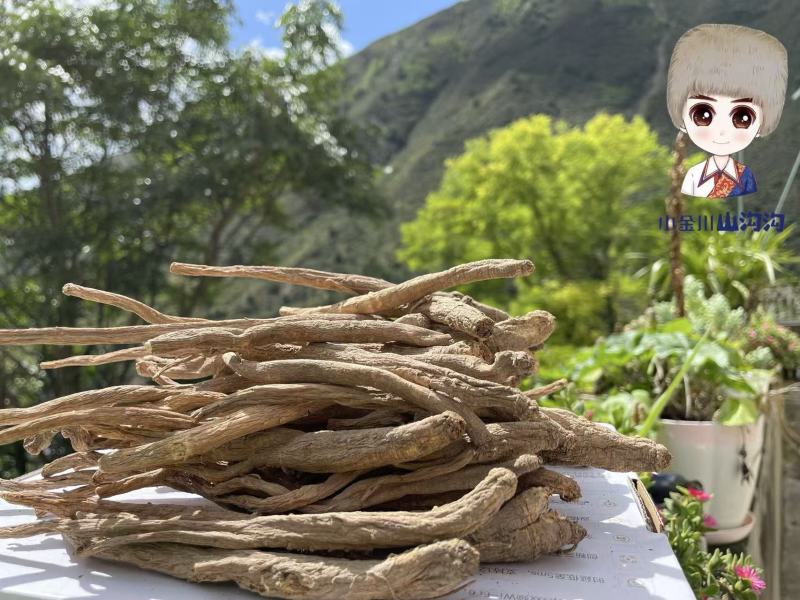 源自大山里的食用当归干货，天然种植大量有货