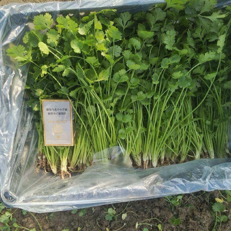 铁杆青香菜大量上市，欢迎预订，