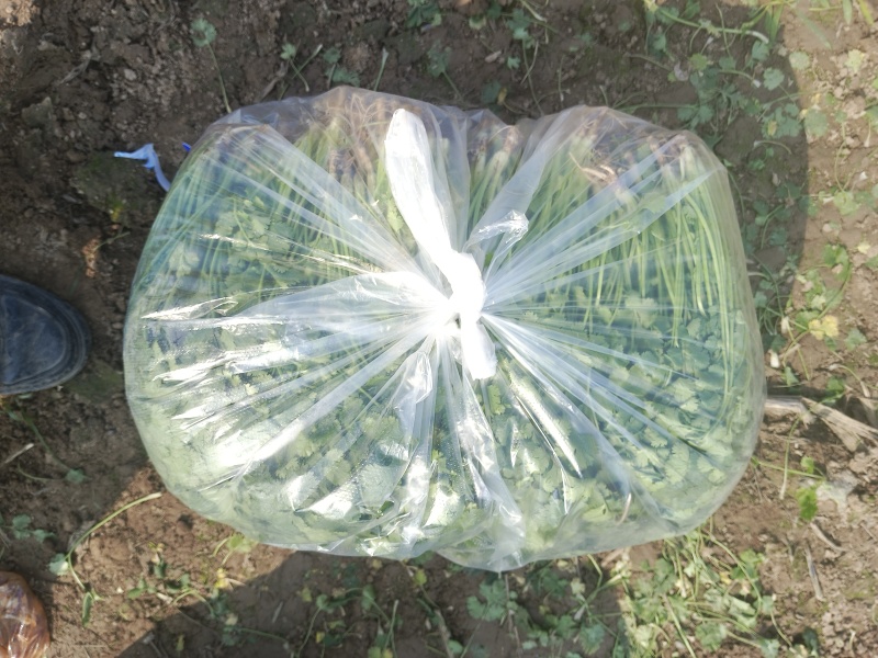 铁杆青香菜大量上市，欢迎预订，