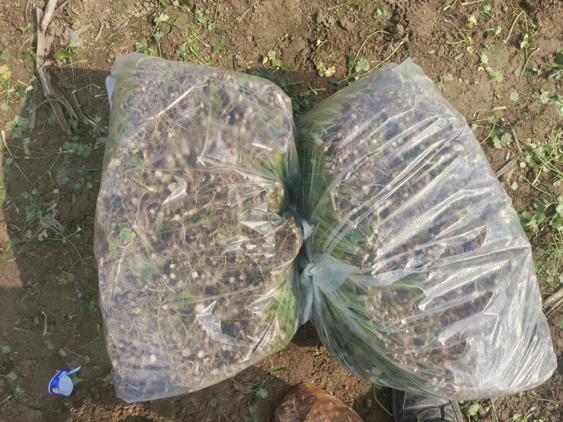 铁杆青香菜大量上市，欢迎预订，