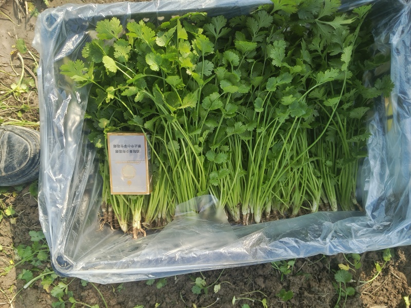 铁杆青香菜大量上市，欢迎预订，