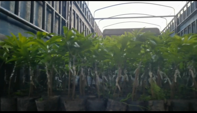 耀堂仙桃苗al罗斯果苗嫁接苗