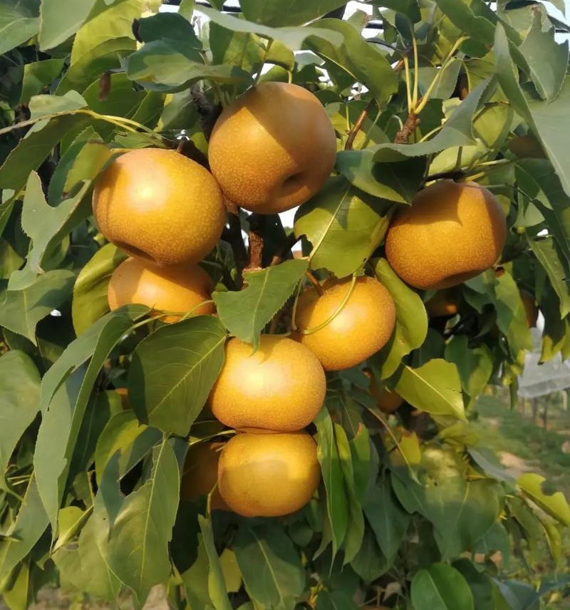 新高梨【精选】莱阳梨对接批发市场/商超/出口/上货中