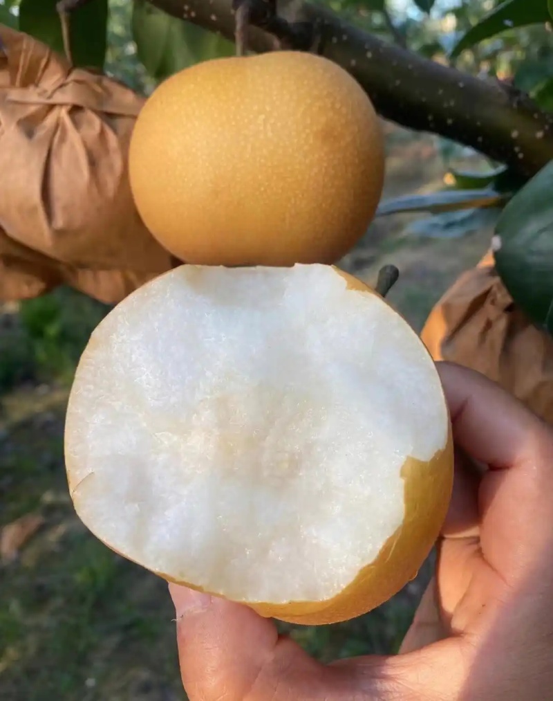 新高梨【精选】莱阳梨对接批发市场/商超/出口/上货中
