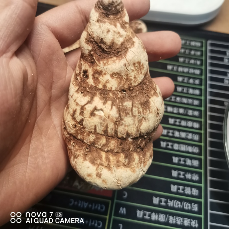 中药材重楼七叶一枝花重楼片一手货源大货供应，规格齐全