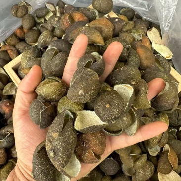2025年7-8月，浦北三花青皮，陈皮三花青皮