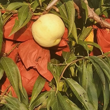桃子