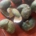 2025年7-8月，浦北三花青皮，陈皮三花青皮