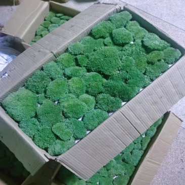 苔藓