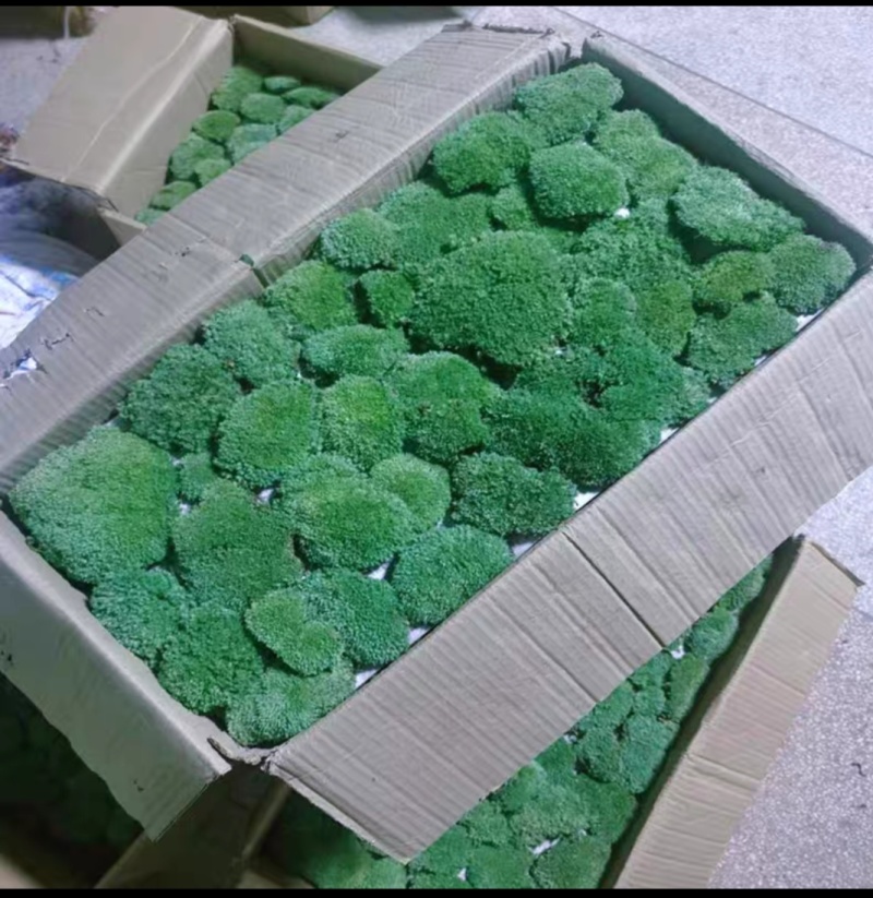 苔藓